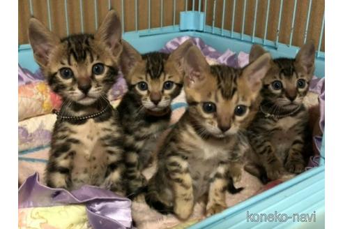 花輪範子ブリーダーの詳細の1枚目